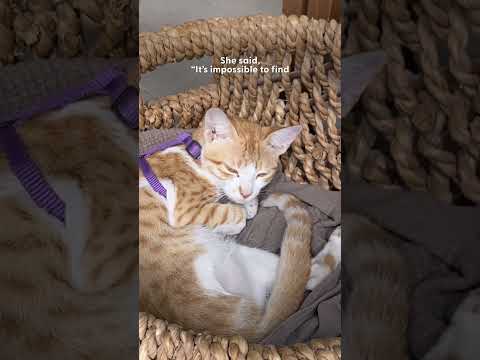 Cat Doctor Gets A DM About A Special Needs Cat In Dubai 💞 | The Dodo