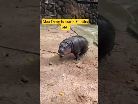 Moo Deng gained 10Kg of weight Since her Birth | Moo Deng 3 months Old Now #moodeng