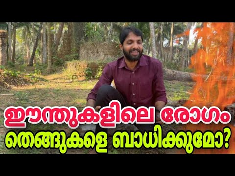 ഈന്തുകളെ കത്തിച്ചതുകൊണ്ട് ഈന്തു രോഗത്തെ പ്രതിരോധിക്കാൻ കഴിയുമോ?