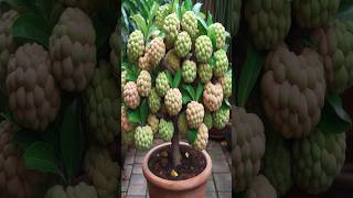 How To Grow A Sugar Apple Tree With Lots Of Fruit