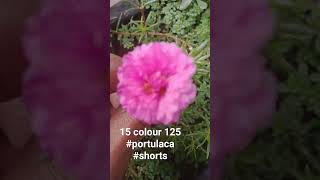 #short #youtube #shortsvideo #portulaca #salesvideo