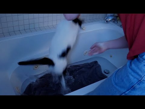 I Gave My Cat Her First Ever Bath