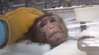 Investigator bonds with monkeys in lab