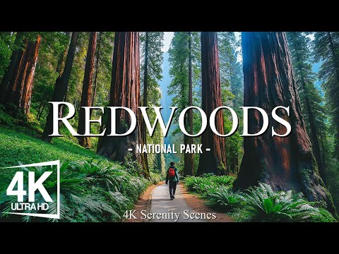 Flying Over Redwood National Park 4K - Soothing Piano Melodies & Serene Forest Views