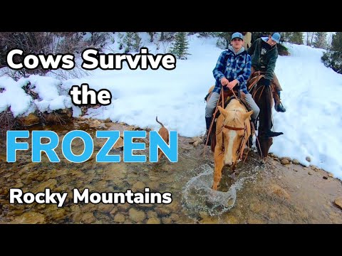 Moving cattle to winter permit: Vlog #14