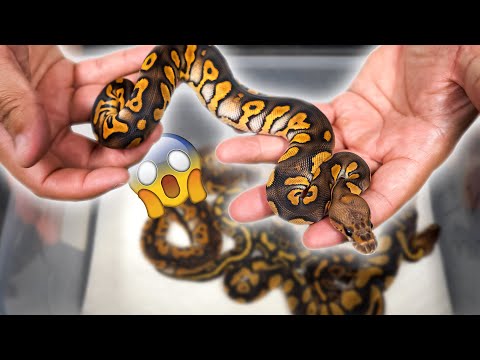 These snakes turned out amazing !