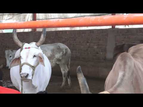 Nandi Gaushala Haryanvi Ragni Competition Mhadev Lab