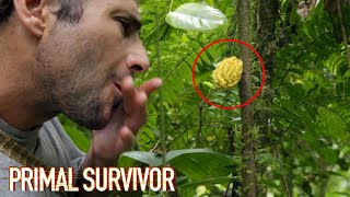 Wild Mountain CACAO CHOCOLATE | Primal Survivor