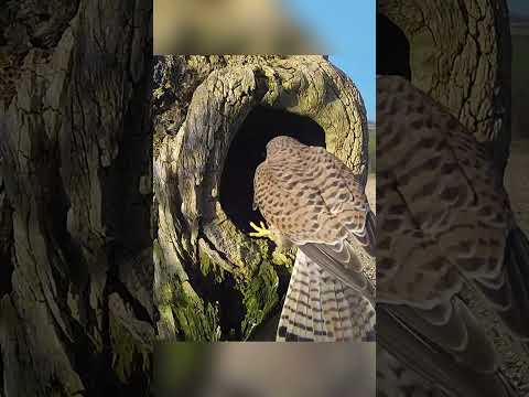 Kestrels pair up and choose a nest