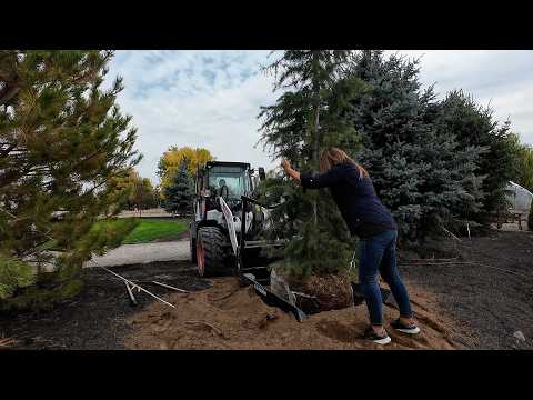 Planting 10 Trees & Digging the Last of the Potatoes! 🌲🌳🥔 // Garden Answer