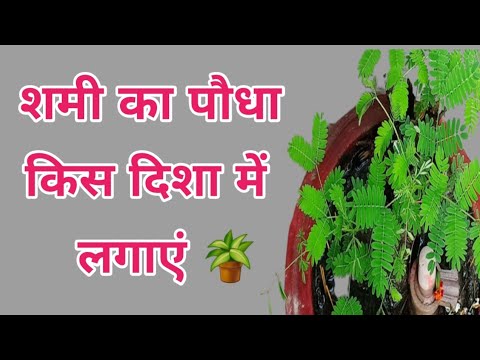 शमी का पौधा किस दिशा में लगाएं | Motivational thoughts | Shami ka paudha kis disha me lagaen |