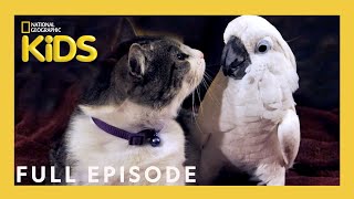 Unlikely Animal Friends Full Episode 🐱🦜 | The Tale of a Cockatoo and the Kitty Cat | @natgeokids