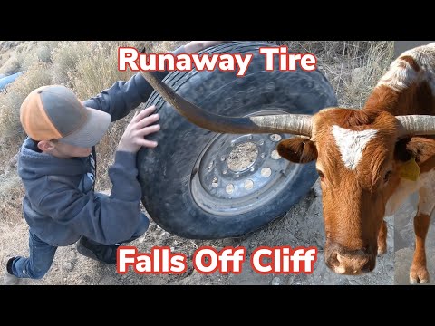 Trailer Tire Gone Wrong | Weaning Calves: Vlog #12