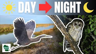 RARE Finds at Santa Margarita Ranch: A Birding Journey Through Day & Night!