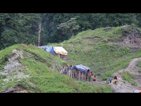 Nepali Mountain Village Life | Himalayan Shepherd Life | How To shepherd Live in rainy Time