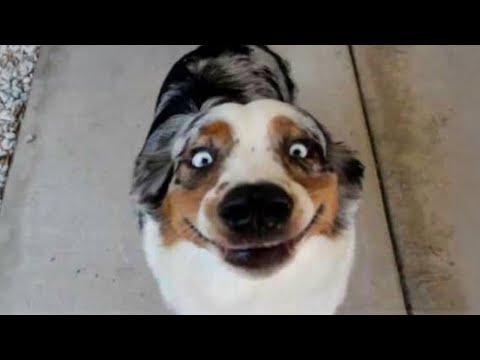 These Dogs Will Break Your Laugh Meter! 😂 Funny Dog Videos 2025