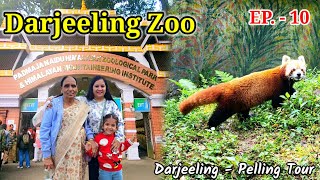 Exploring Darjeeling Zoo | Padmaja Naidu Himalayan Zoological Park | Darjeeling | Red Panda | Wolf