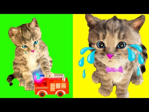 ANIMATED LITTLE KITTEN ADVENTURE AND ANIMAL FRIENDS   CAT CARE AND FIRST DAY OF SCHOOL