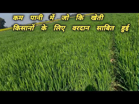 कम पानी में जो की खेती किसानो होगे मालामाल #agriculturalsystem #villagelife #agriculture #kisan