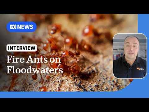 Fire ants spread on floodwaters after ex-Tropical Cyclone Alfred | ABC NEWS