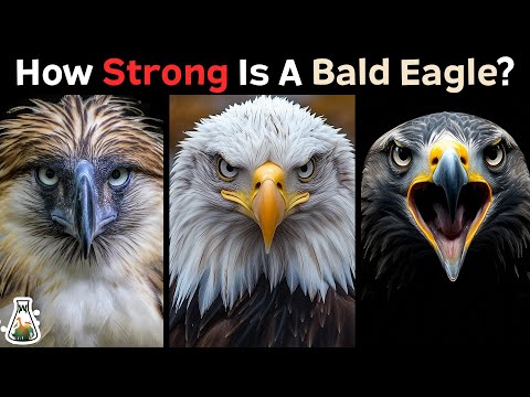 How Strong is a Bald Eagle Compared to Other Eagles?