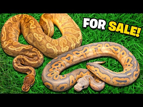 Some Insane Snakes we will be selling at a discounted price !