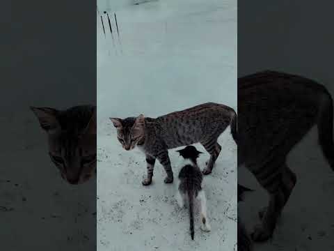 #shortsvideo #animalslovers #catlover