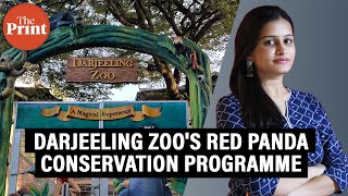 How Darjeeling Zoo is showing the world how to save red pandas