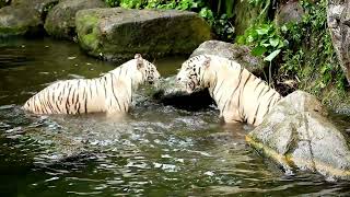 10 Incredible White Tiger Facts