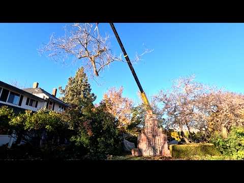 Removing the Big Locust Tree, Moving Trees & Planting Lilacs! 🌳🪓🍂 // Garden Answer