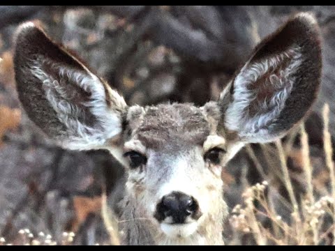 Wildlife camera Chiricahua Mountains in south east Arizona Cochise County Live streaming