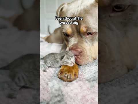 Pittie Becomes Cat's Gentle Nanny | The Dodo