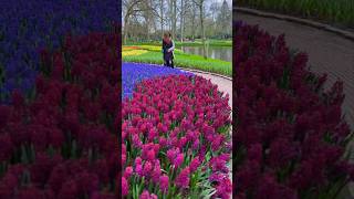 Must do in Amsterdam: Keukenhof - The World’s Biggest Flower Garden! 🌺