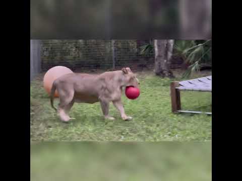 Nikita Lioness & Her Red Ball (2021)