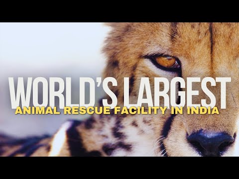 Anant Ambani's Vision: Building the World's Largest Animal Rescue and Conservation Center #cheetah