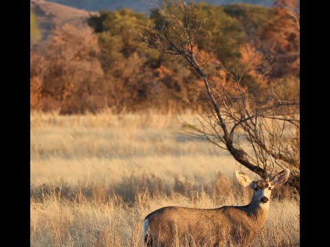 Mule deer dining on Staghorn cholla cactus January 6 2025 MP4