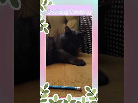 Cat Play Fav Toy! #cookingcrossing #cat #cuteanimal #seniorcat #blackcat #blackcatshortsvideo