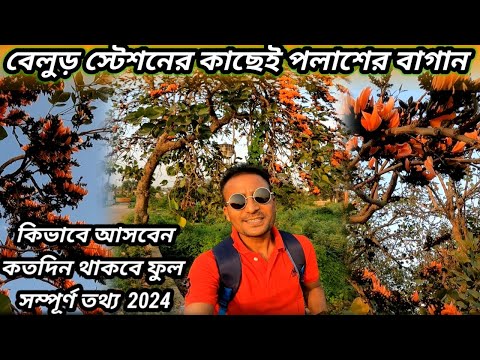 কলকাতায় পলাশের বাগান | Belur Palash Garden 2024 | Palash Flower | Kolkata Palash Garden | Palash