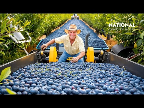 This is How They Grow and Harvest MILLIONS of Blueberries | Farming Documentary