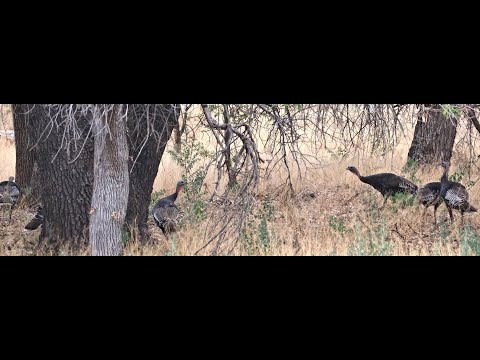 Goulds Turkeys roosting in Cottonwood Trees after dundown July 18 2024