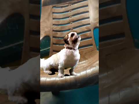 Cute dog #funnyvideo #funnyshorts #cutedog #shorts