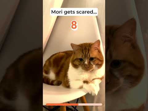 Cute kitty gets scared! 🙀  #gingercat #cuteanimal #cats #cute #gingercatclub #cutecat #catlover #cat