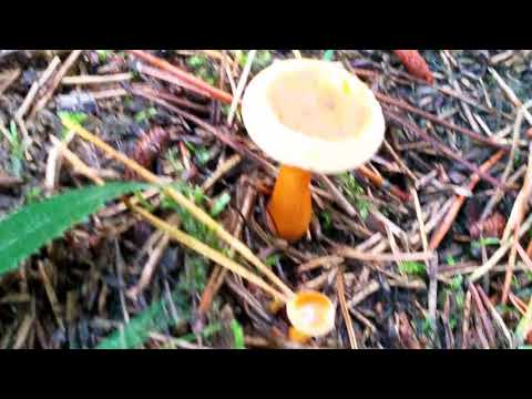 Mysterious Forest: Fallen Trees and Trees Stripped Of Bark