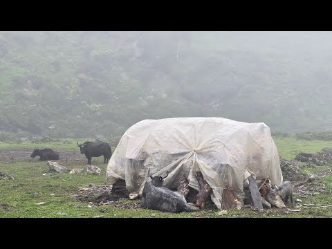 This is Himalayan Life |Ep-343 |Most Himalayan Shepherd Lifestyle in Rainy Time