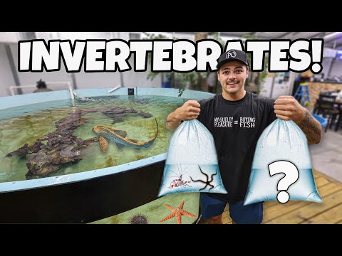 Buying INVERTEBRATES for My SHARK POND!!