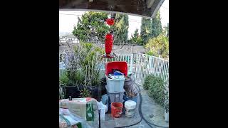 Hummingbird loves this new #hummingbirdfeeder wildlife #hummingbirdlover #nature