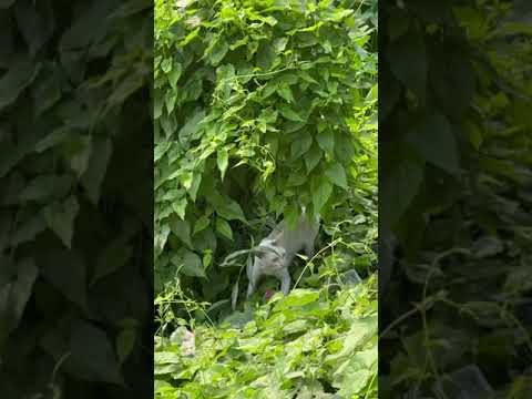 কুকুরটির এক লাফে বিড়ালের কিদশা