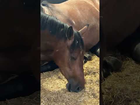 Anyone’s have a horse that sleeps like this?