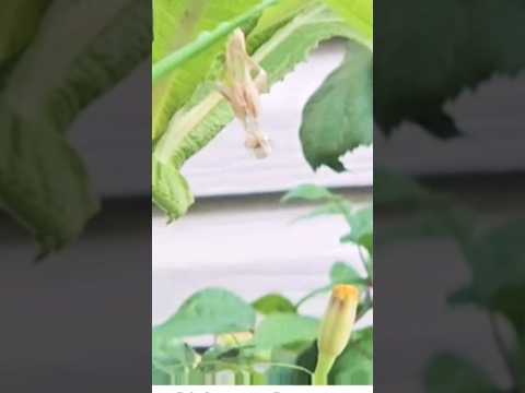 #gardening Praying mantis patrolling