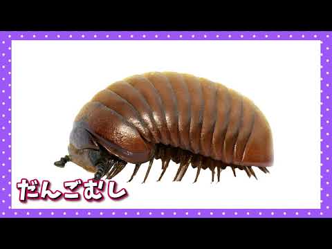 【昆虫いきもの21種類】生き物たちがボールに大変身！虫さんや生き物の名前を覚えよう◎てんとう虫 カブトムシ かたつむりなど人気の生き物が大集合☆